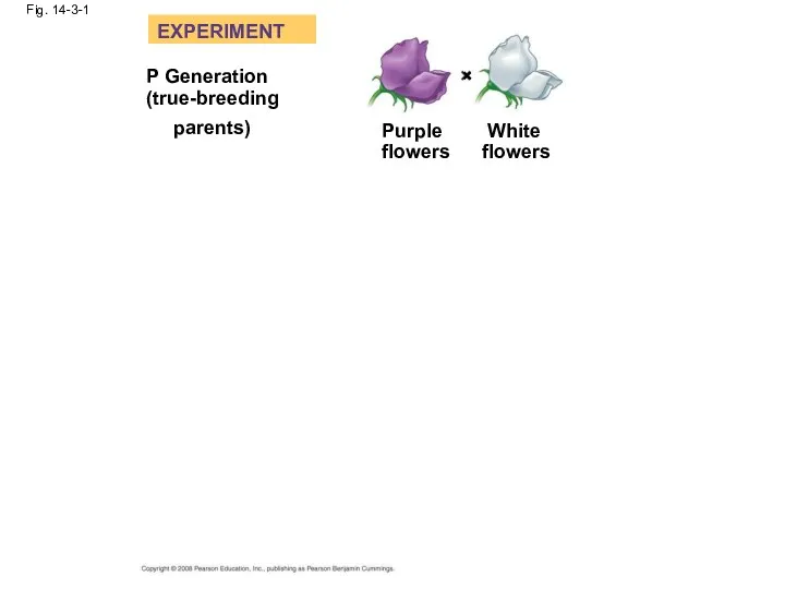 Fig. 14-3-1 EXPERIMENT P Generation (true-breeding parents) Purple flowers White flowers ×