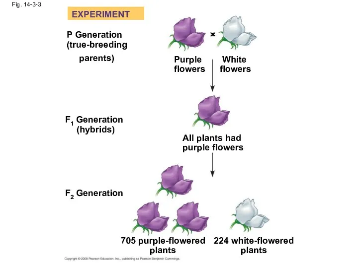 Fig. 14-3-3 EXPERIMENT P Generation (true-breeding parents) Purple flowers White