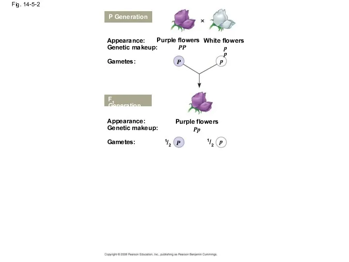 Fig. 14-5-2 P Generation Appearance: Genetic makeup: Gametes: Purple flowers