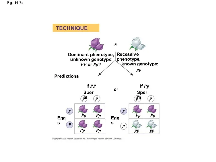 Fig. 14-7a Dominant phenotype, unknown genotype: PP or Pp? Predictions