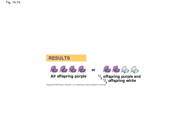 Fig. 14-7b RESULTS All offspring purple or 1/2 offspring purple and 1/2 offspring white