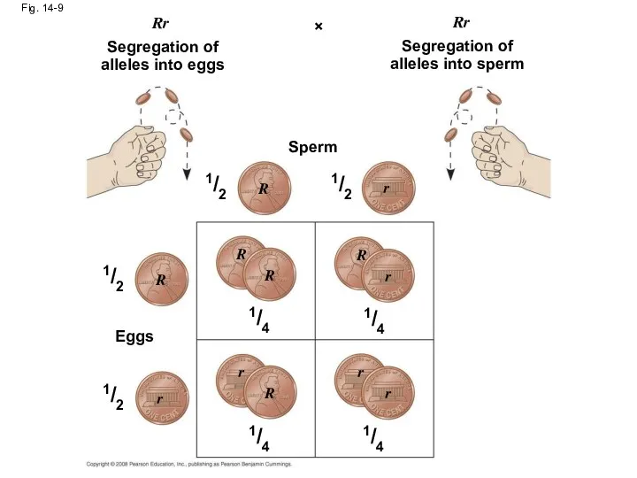 Fig. 14-9 Rr Rr × Segregation of alleles into eggs
