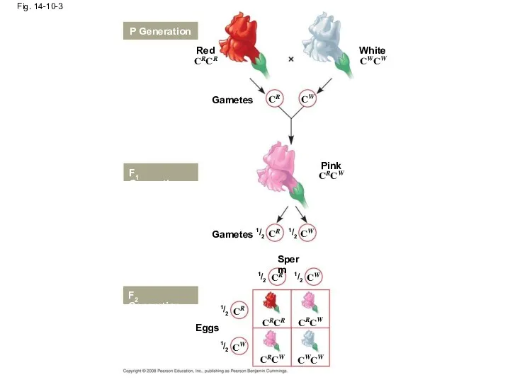 Fig. 14-10-3 Red P Generation Gametes White CRCR CWCW CR