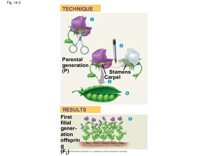 Fig. 14-2 TECHNIQUE RESULTS Parental generation (P) Stamens Carpel 1