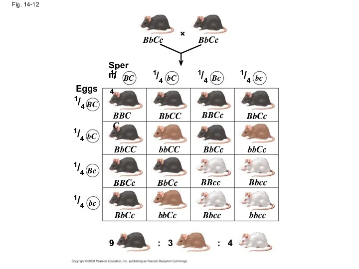 Fig. 14-12 BbCc BbCc Sperm Eggs BC bC Bc bc