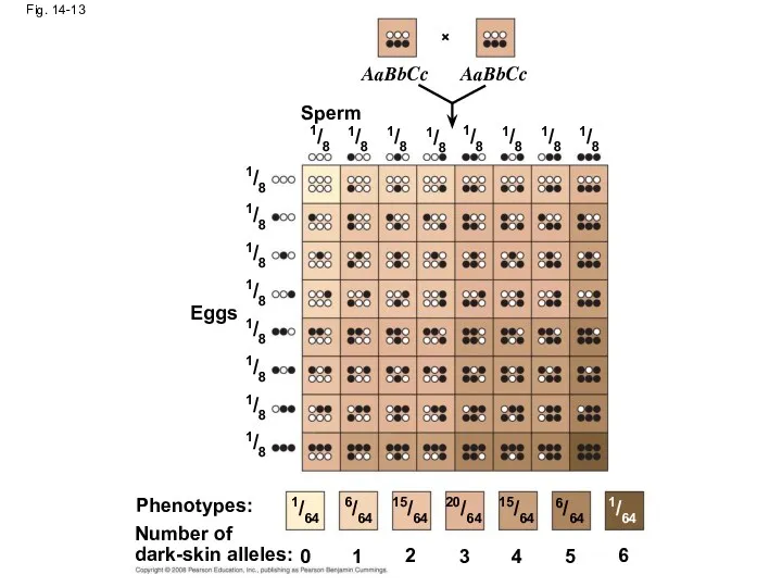 Fig. 14-13 Eggs Sperm Phenotypes: Number of dark-skin alleles: 0