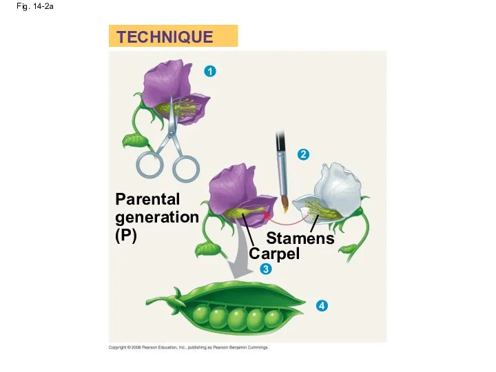 Fig. 14-2a Stamens Carpel Parental generation (P) TECHNIQUE 1 2 3 4