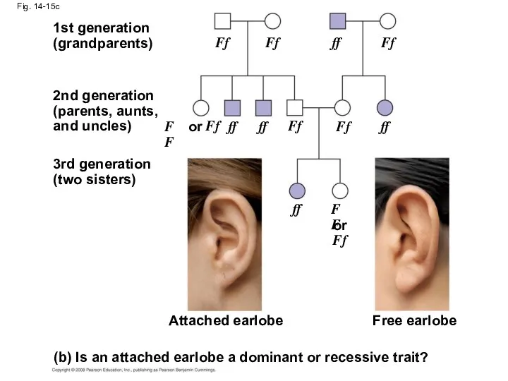 Fig. 14-15c Attached earlobe 1st generation (grandparents) 2nd generation (parents,
