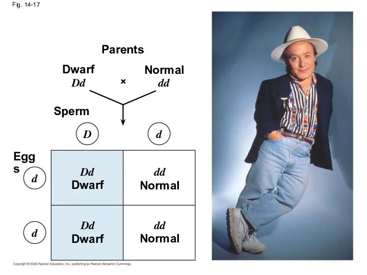 Fig. 14-17 Eggs Parents Dwarf Normal Normal Normal Dwarf Dwarf