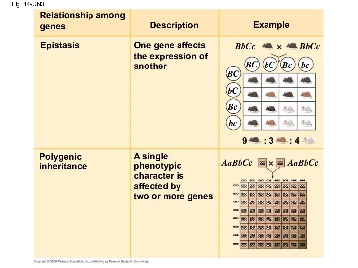 Fig. 14-UN3 Description Relationship among genes Epistasis One gene affects