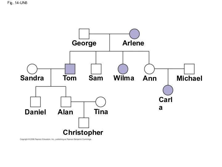 Fig. 14-UN5 George Sandra Tom Sam Arlene Wilma Ann Michael Carla Daniel Alan Tina Christopher