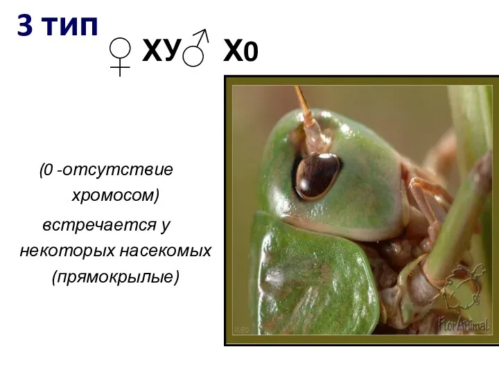 3 тип (0 -отсутствие хромосом) встречается у некоторых насекомых (прямокрылые) ХУ Х0 ♀ ♂