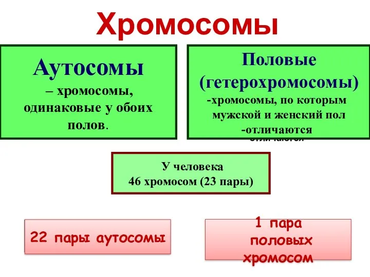 Хромосомы Половые (гетерохромосомы) хромосомы, по которым мужской и женский пол