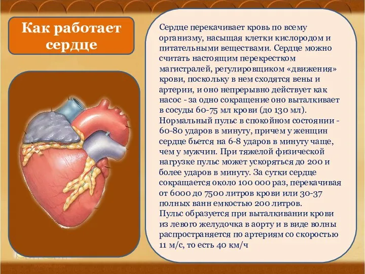 Сердце перекачивает кровь по всему организму, насыщая клетки кислородом и