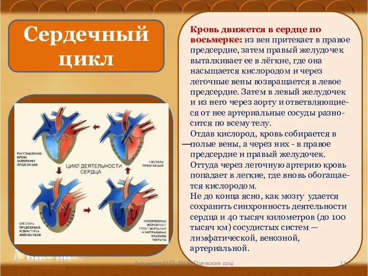 Сердечный цикл Кровь движется в сердце по восьмерке: из вен