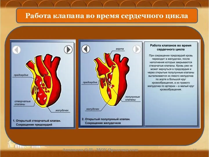 Работа клапана во время сердечного цикла Ананьева О.П., МОУ Оревская сош