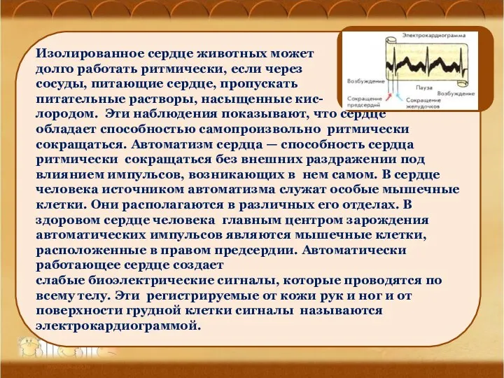 Ананьева О.П., МОУ Оревская сош Изолированное сердце животных может долго