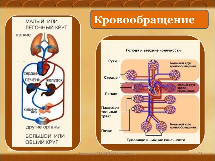 Ананьева О.П., МОУ Оревская сош Кровообращение