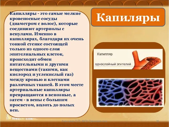 Ананьева О.П., МОУ Оревская сош Капилляры - это самые мелкие