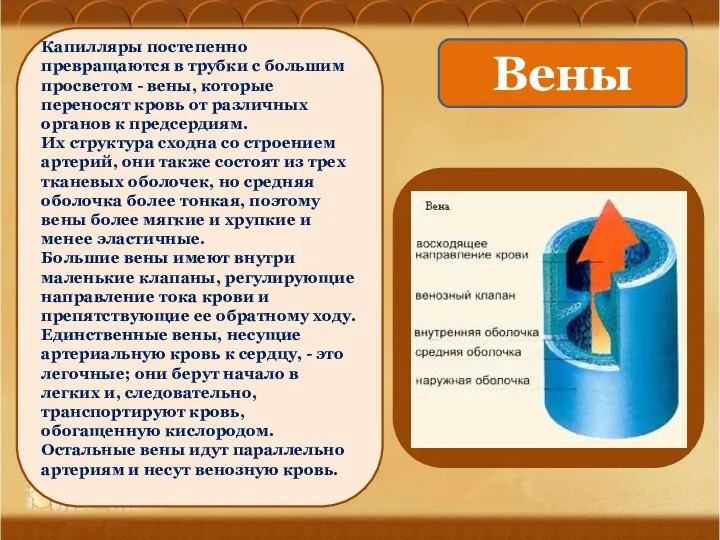 Ананьева О.П., МОУ Оревская сош Капилляры постепенно превращаются в трубки