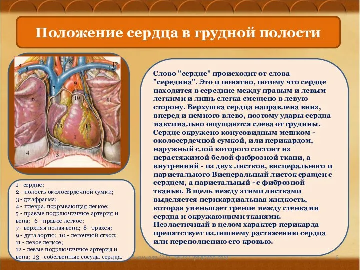 Ананьева О.П., МОУ Оревская сош Положение сердца в грудной полости