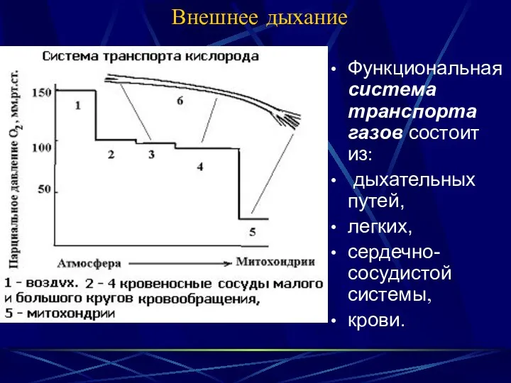 Внешнее дыхание Функциональная система транспорта газов состоит из: дыхательных путей, легких, сердечно-сосудистой системы, крови.