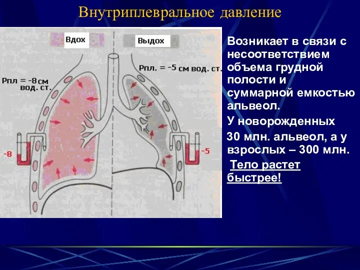 Внутриплевральное давление Возникает в связи с несоответствием объема грудной полости