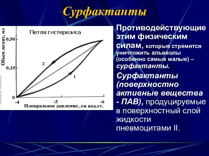 Сурфактанты Противодействующие этим физическим силам, которые стремятся уничтожить альвеолы (особенно