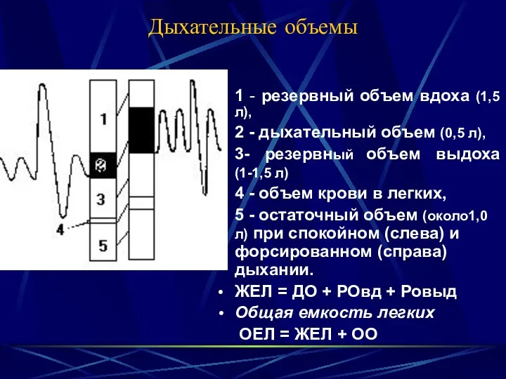 Дыхательные объемы 1 - резервный объем вдоха (1,5 л), 2