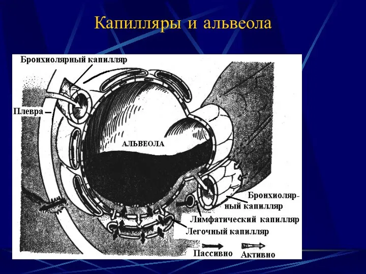 Капилляры и альвеола