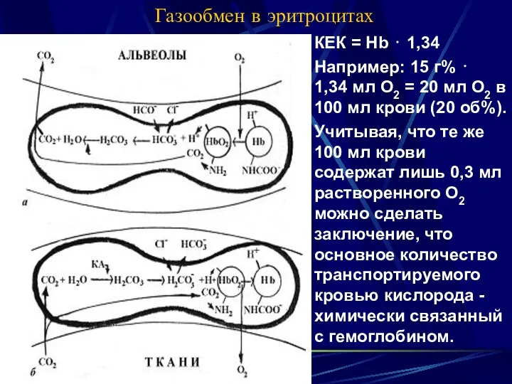 Газообмен в эритроцитах КЕК = Нb ⋅ 1,34 Например: 15