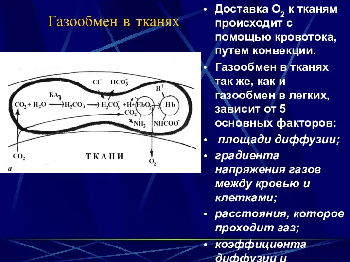 Газообмен в тканях Доставка О2 к тканям происходит с помощью