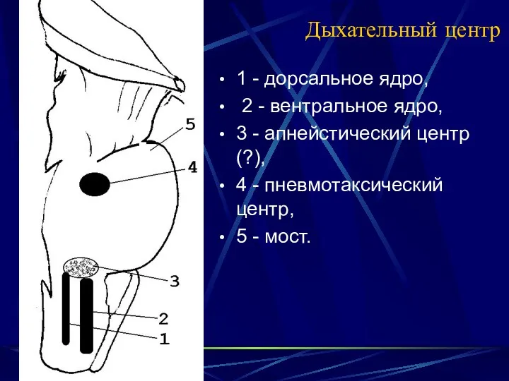 Дыхательный центр 1 - дорсальное ядро, 2 - вентральное ядро,