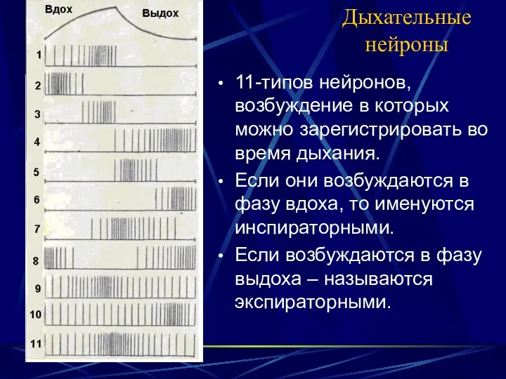 Дыхательные нейроны 11-типов нейронов, возбуждение в которых можно зарегистрировать во