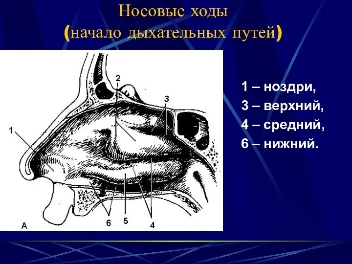 Носовые ходы (начало дыхательных путей) 1 – ноздри, 3 –