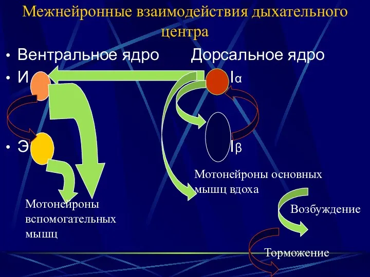 Межнейронные взаимодействия дыхательного центра Вентральное ядро Дорсальное ядро И Iα