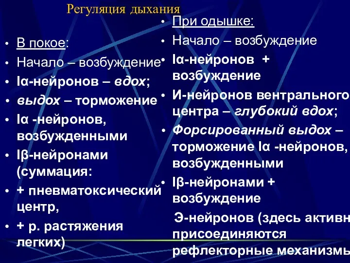 Регуляция дыхания В покое: Начало – возбуждение Iα-нейронов – вдох;