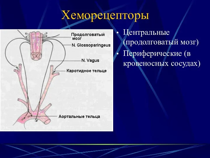 Хеморецепторы Центральные (продолговатый мозг) Периферические (в кровеносных сосудах)