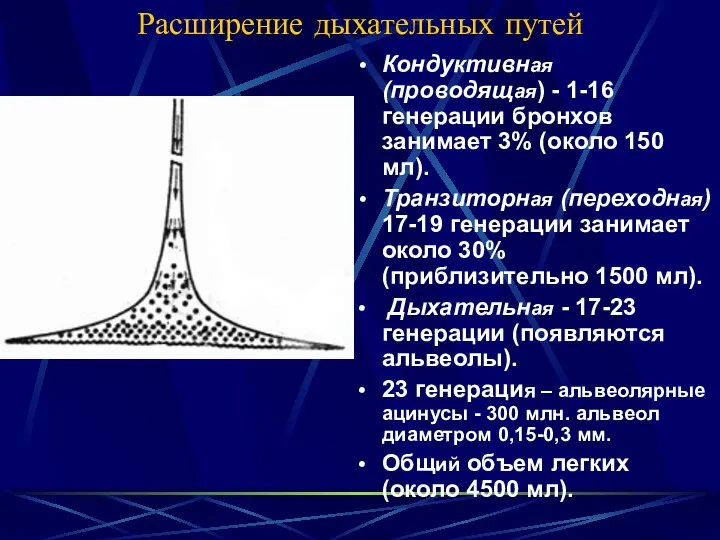 Расширение дыхательных путей Кондуктивная (проводящая) - 1-16 генерации бронхов занимает