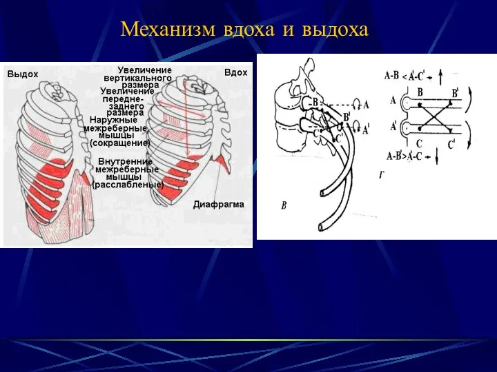 Механизм вдоха и выдоха