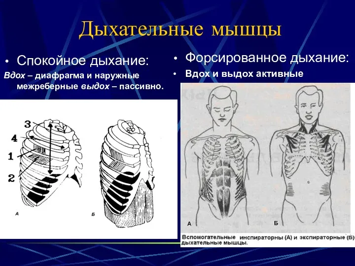 Дыхательные мышцы Спокойное дыхание: Вдох – диафрагма и наружные межреберные