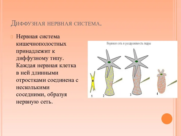 Диффузная нервная система. Нервная система кишечнополостных принадлежит к диффузному типу.