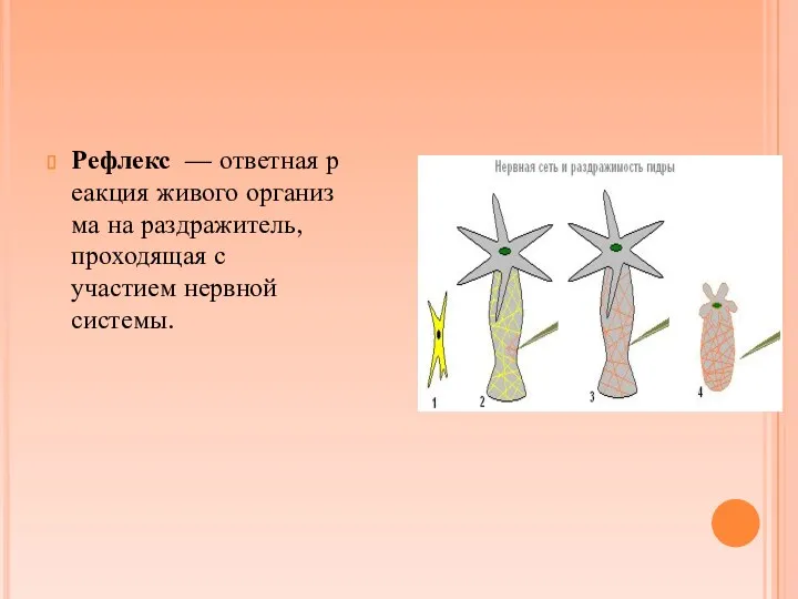 Рефлекс — ответная реакция живого организма на раздражитель, проходящая с участием нервной системы.