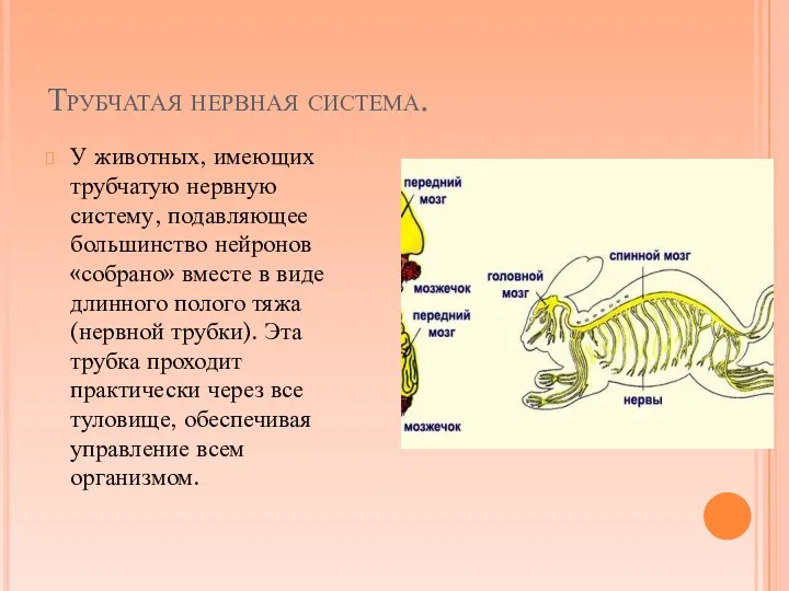 Трубчатая нервная система. У животных, имеющих трубчатую нервную систему, подавляющее