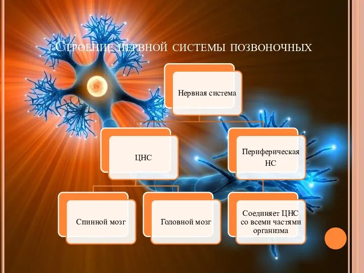 Строение нервной системы позвоночных