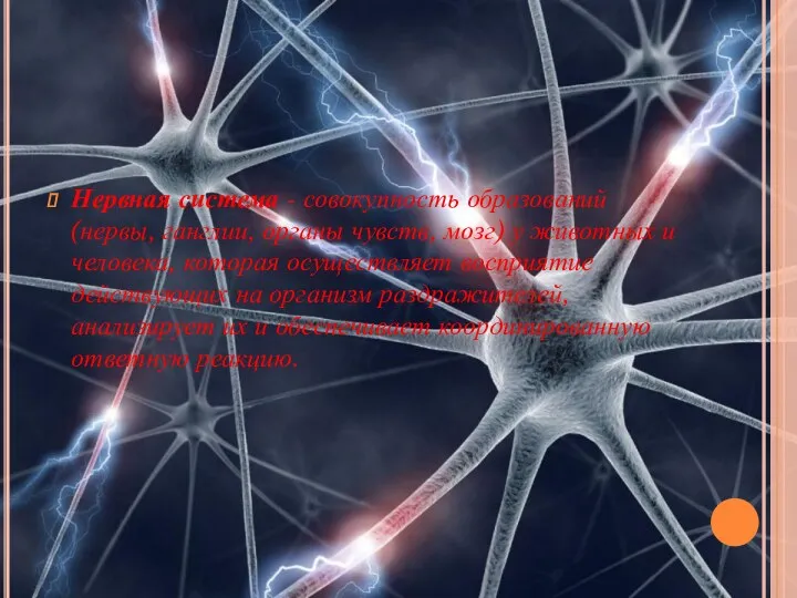 Нервная система - совокупность образований (нервы, ганглии, органы чувств, мозг)