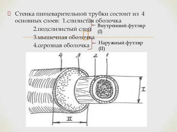 Стенка пищеварительной трубки состоит из 4 основных слоев: 1.слизистая оболочка