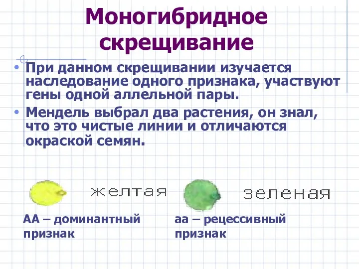 Моногибридное скрещивание При данном скрещивании изучается наследование одного признака, участвуют