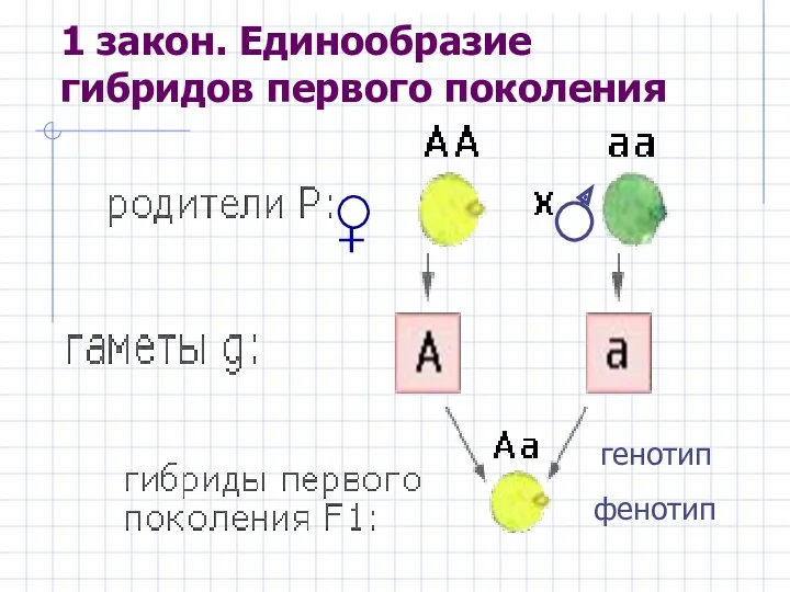 1 закон. Единообразие гибридов первого поколения генотип фенотип