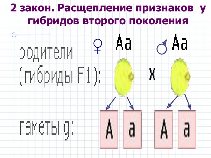 2 закон. Расщепление признаков у гибридов второго поколения